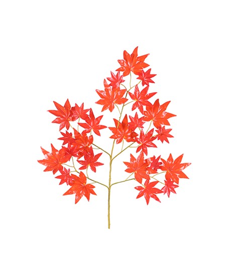 紅楓